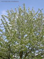 Kirschbaum mit Kirschblüten Fennpfuhlpark