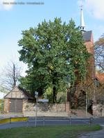 Dorfkirche Heinersdorf mit Schuppen und Eiche