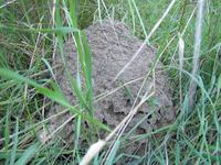 Steine ohne Grenzen - Termitenbau