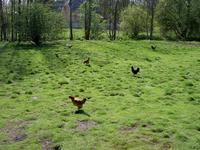 Hühner neben Zochegraben bei Neuenhagen