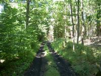 Waldweg im Blumenthal-Wald