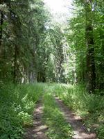 Waldweg zum Steinkistengrab bei Tempelberg