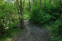 Kienberg Trail