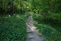 Kienberg Trail
