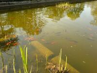 Goldfische im Treptower Park