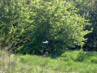 Graureiher im Flug Wuhle  Wiesenpark