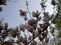 Magnolienblüten Tulpen-Magnolie Stadtpark