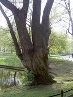 Alter Weidenbaum am Teich im Stadtpark