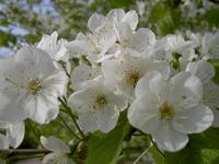 Kirschblüte (sakura) Fennpfuhlpark
