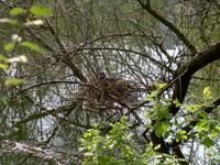 Nest einer Ente im Fennpfuhl Fennpfuhlpark