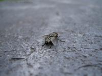 Fliege Brachycera Grauschwarze Hausfliege