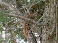 Eichhörnchen Fennpfuhlpark