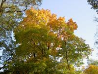 Herbstlaub in einer Baumkrone