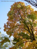 Herbstlaub in einer Baumkrone