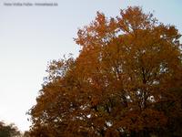 Herbstlaub in einer Baumkrone Müggelberg