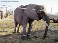 Elefant vom Circus BEROLINA