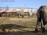Elefanten vom Circus BEROLINA