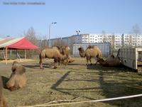 Kamele vom Circus BEROLINA