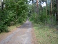 Königsweg Düppeler Forst