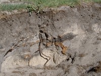 Wuhlheide Bodenprofil
