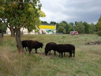 Schafe Landschaftspark Herzberge