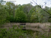 Rixdorfer Teich Volkspark Hasenheide