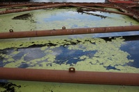 Rummelsburger See Öl-Schleier