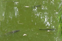 Fische Teich Ernst-Thälmann-Park