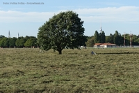 Tempelhofer Feld Baum