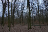 Plänterwald lichter Wald