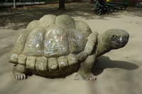 Arnimplatz Schildkröte