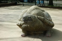 Arnimplatz Schildkröte