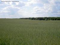 Getreidefeld (Weizen) grün