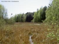 Feuchtwiese Sumpf Erpetal