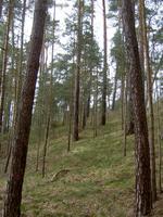 Kiefern (Pinus sylvestris) im Löcknitztal