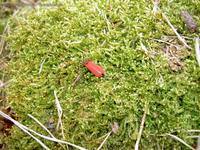 Rotdeckenkäfer (Lycidae) im Löcknitztal