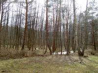 Kiefern (Pinus) und Birken im Löcknitztal