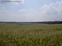 Getreidefeld bei Leuenberg