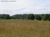 Kühe auf der Weide bei Röthen