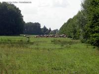 Kühe auf der Weide bei Röthen