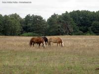 Pferde auf einer Koppel bei Neu-Zittau/Burig