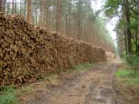 Holzstapel im Forst bei Markgrafpieske