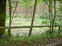 Ein Sumpf im Forst bei Rauen
