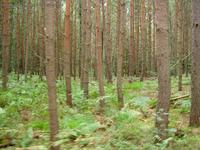 Wald mit Farnen in den Rauener Bergen