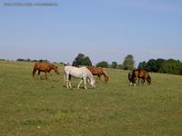 Pferde auf einer Koppel bei Dahmsdorf