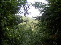 Der Wald im Freienwalder Forst