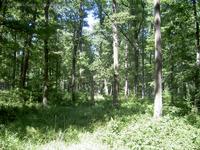 Eichenwald im Blumenthal-Wald