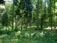Mischwald im Blumenthal-Wald