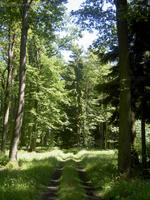 Waldweg im Blumenthal-Wald