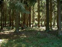 Nadelbaumwald im Blumenthal-Wald